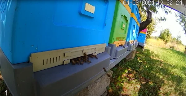 Kamera live skierowana na ule w pasiece Bee Valley
