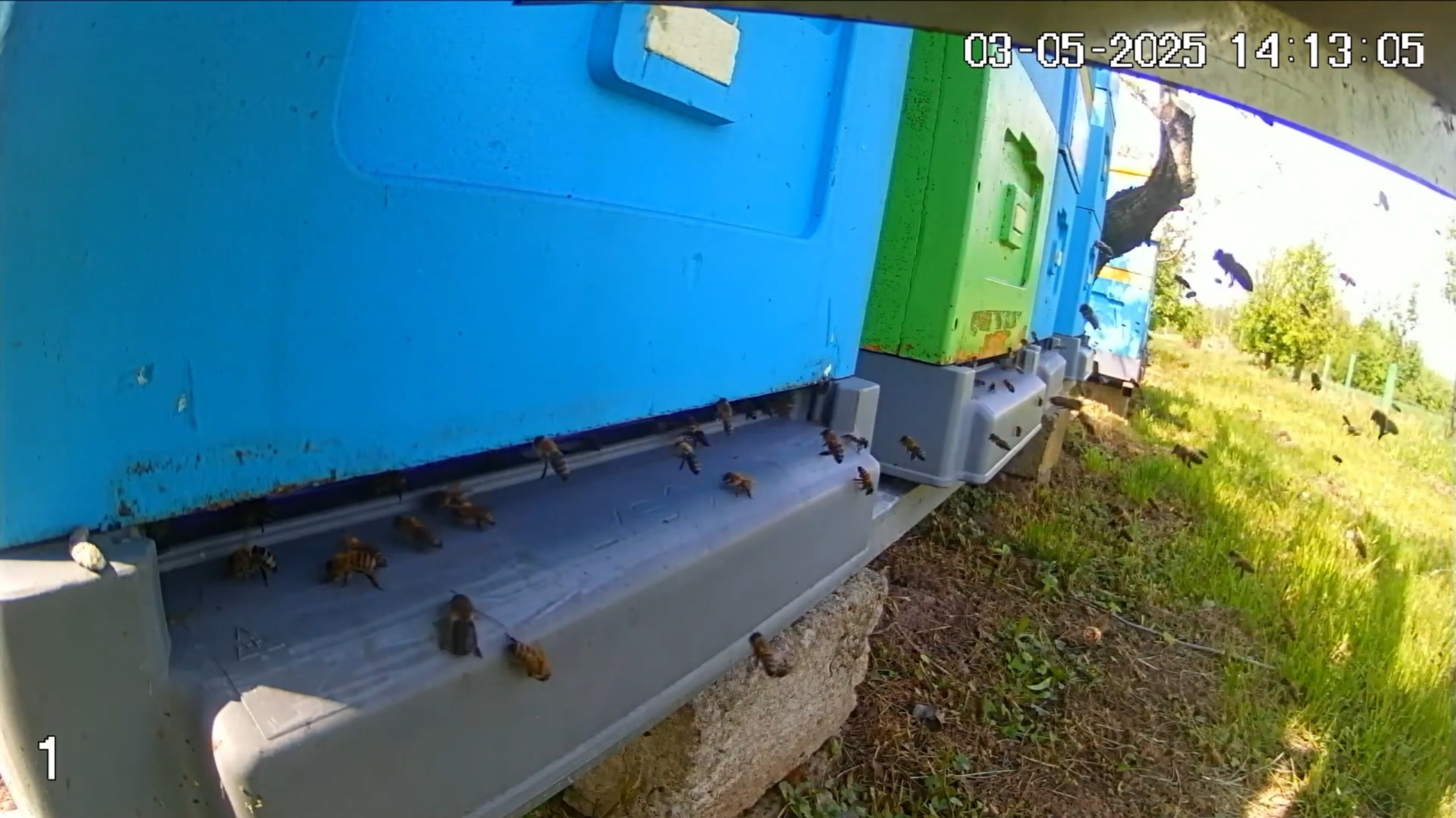 Truteń i robotnice w pasiece BeeValley